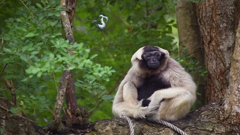 Pileated Gibbon on tree. Vídeos de archivo 77774473