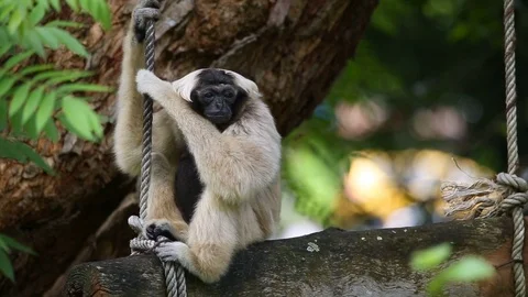 Pileated Gibbon on tree. Vídeos de archivo 77774570