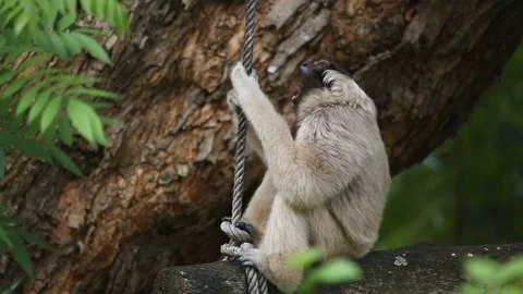 Pileated Gibbon on tree. Vídeos de archivo 77774647