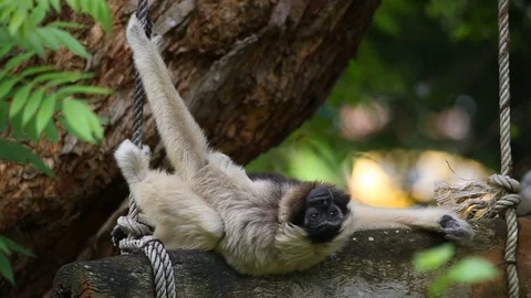 Pileated Gibbon on tree. Vídeos de archivo 77774736