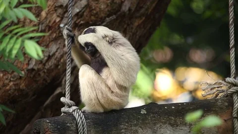 Pileated Gibbon on tree. Stock-Footage 77774896