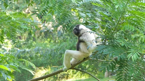 Pileated Gibbon on tree. Stock Footage 89948502