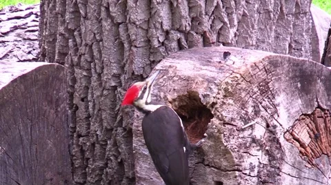 Pileated woodpecker in back yard Stock Footage 63179042