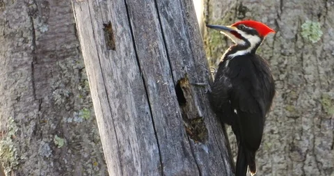 Pileated Woodpecker Drumming on Hollow Tree with Audio Stock Footage