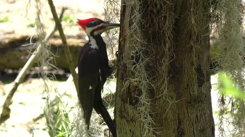 Pileated Woodpecker feeds Stock Footage 74907091