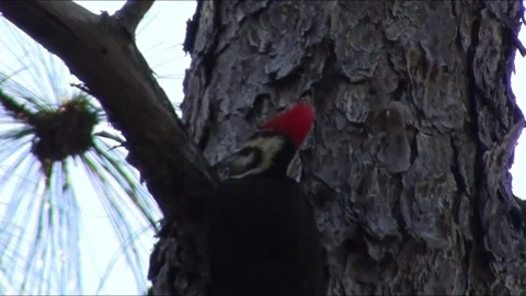 Pileated Woodpecker Stock Footage 154274977