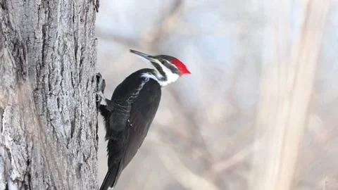 A pileated woodpecker pecks at a tree Stock Footage 236338117