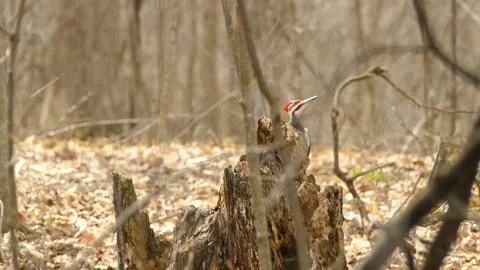 Pileated woodpecker sitting on a tree trunk and taking off, Canada, wide Stock Footage 154443590