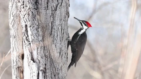 A pileated woodpecker works on a tree Stock Footage 236339082