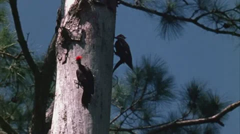 Pileated woodpeckers at nest tree Stock Footage 20919341