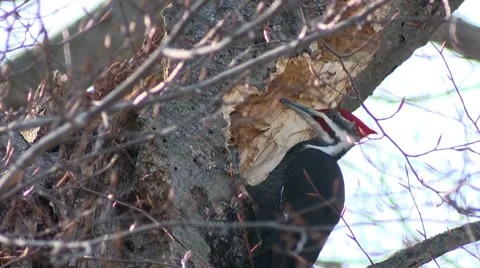 Pileated.mp4 Stock-Footage 8517458