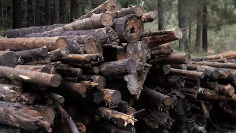 Piled damp logs in conifer forest, closeup of felled trunks stacked for timber Stock Footage 324787054