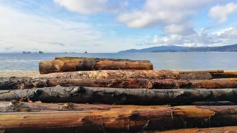 Piled up logs on the beach. Stock Photos