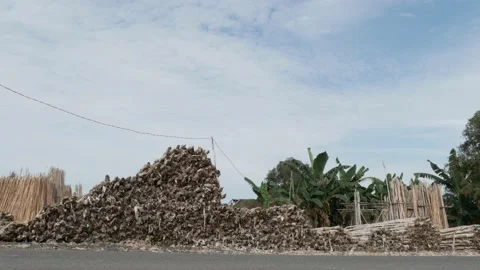 Piled logs of Melaleuca cajuputi trees, ready for sale Stock Footage 158409350