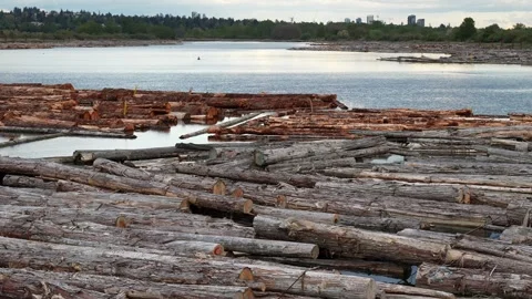 Piled Logs Ready for Processing at a Timber Industry Waterfront Stock Footage 274463924