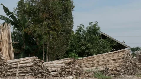 Piled up Melaleuca cajuputi tree trunks on the roadside Stock Footage 158409833