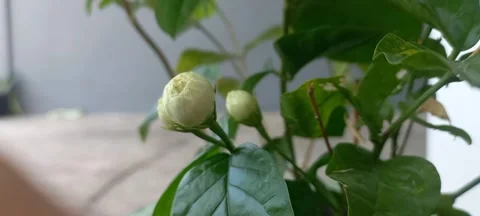 Piled or Tuscan jasmine that is still in bud Vidéo 292586403