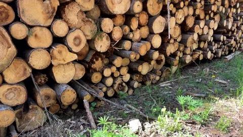 Piled pine tree logs in forest. Stacks of cut wood. Stock Footage 275259442