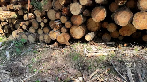 Piled pine tree logs in forest. Stacks of cut wood. Stock Footage 275260014