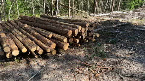Piled pine tree logs in forest. Stacks of cut wood. Stock Footage 275260335