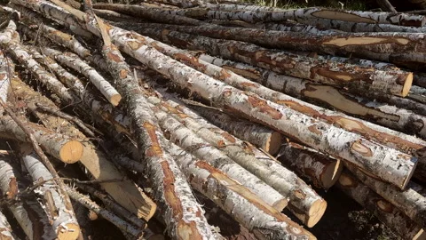 Piled pine tree logs in forest. Stacks of cut wood. Stock Footage 275260870