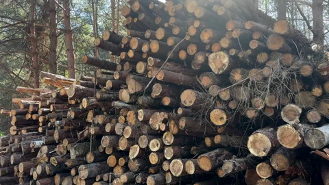Piled pine tree logs in forest. Stacks of cut wood. Stock Footage 275261035