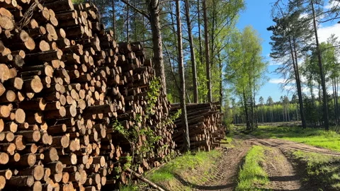 Piled pine tree logs in forest. Stacks of cut wood. Stock Footage 275261227