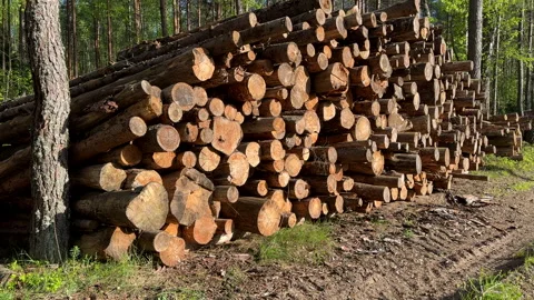 Piled pine tree logs in forest. Stacks of cut wood. Stock Footage 275261844