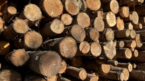 Piled pine tree logs in forest. Stacks of cut wood. Stock Footage 275261940