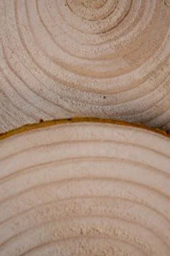 Piled pine tree trunk cross-sections with annual rings. Lumber piece close-up. Stock Photos