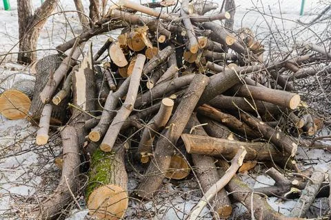 Piled up sawn branches from old trees. Old trees are pruned in cities Stock Photos