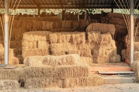 Piled stacks of dry straw collected for animal feed. Dry baled hay bales stac Stock Photos