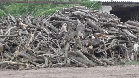 Piled Tree Branches and Logs Found in a Recycling Yard for Environmental Cleanup Видео 280997951