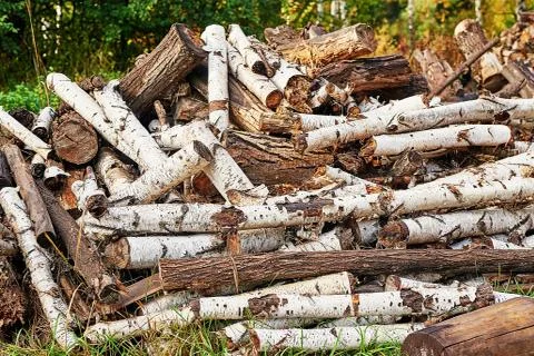 Piled tree logs in forest. Stacks of cut wood. Wood logs, timber logging, ind Stock Photos