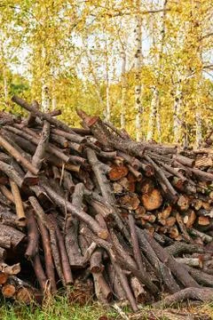 Piled tree logs in forest. Stacks of cut wood. Wood logs, timber logging, ind Stock Photos