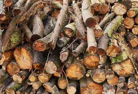 Piled tree logs in forest. Stacks of cut wood. Wood logs, timber logging, ind Stock Photos