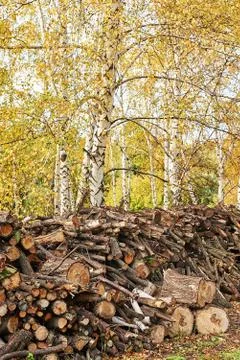 Piled tree logs in forest. Stacks of cut wood. Wood logs, timber logging, ind Stock Photos