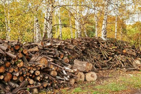 Piled tree logs in forest. Stacks of cut wood. Wood logs, timber logging, ind Stock Photos