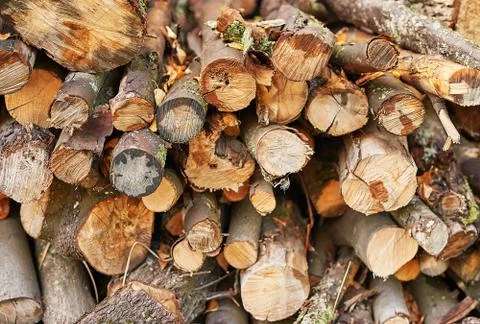 Piled tree logs in forest. Stacks of cut wood. Wood logs, timber logging, ind Stock Photos