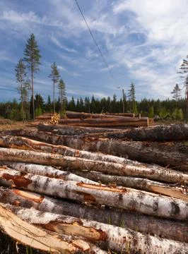 Piles of birch trees Stock Photos