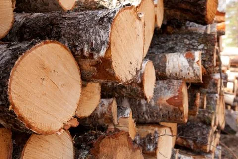 Piles of birch trees Stock Photos
