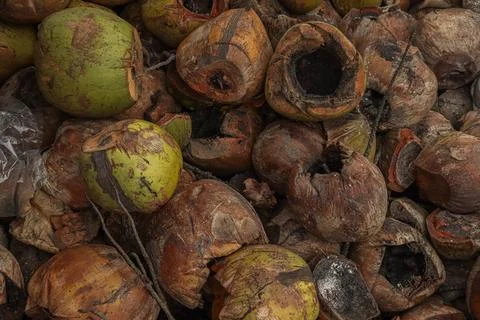 Piles of coconut shells that become waste 库存照片