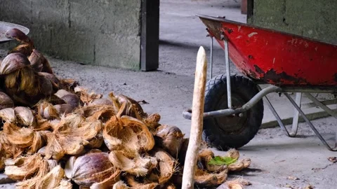 Piles coconuts with wheelbarrow at coconut husking station rural community in Stockbeeldmateriaal 344055921