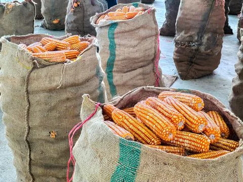 Piles of corn were placed in the fields from the collection. Agriculture corn Stock Photos