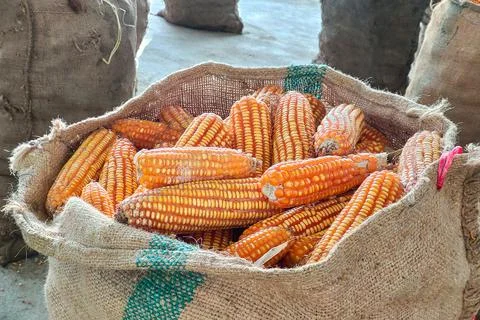 Piles of corn were placed in the fields from the collection. Agriculture corn Stock-Fotos