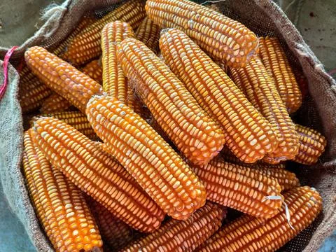 Piles of corn were placed in the fields from the collection. Agriculture corn Foto stock