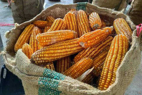 Piles of corn were placed in the fields from the collection. Agriculture corn Stock-Fotos