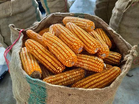 Piles of corn were placed in the fields from the collection. Agriculture corn Stock Photos