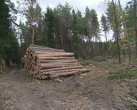 Piles of cut logs in the forest. Stock Footage 10727857