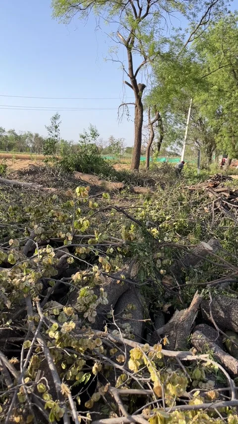 Piles of cut tree branches and logs in agricultural field Stock Footage 331775013